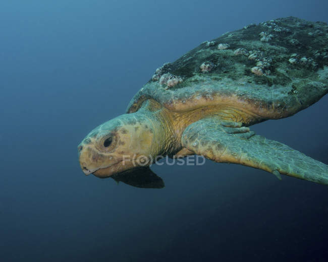 Karettschildkröte — Stockfoto