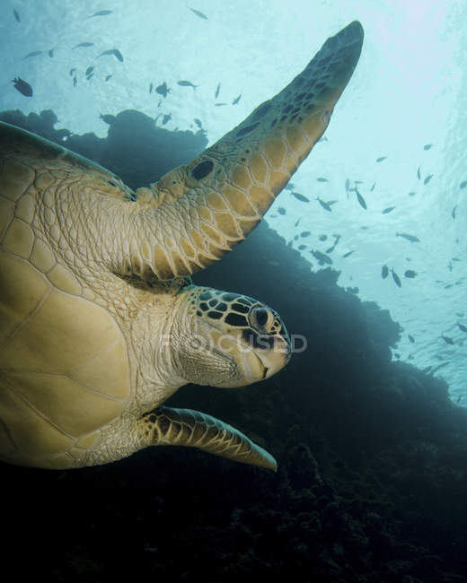 Tartaruga verde em Bunaken Marine Park — Fotografia de Stock