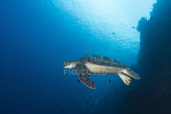 Зеленая черепаха в Северном Сулавеси — стоковое фото