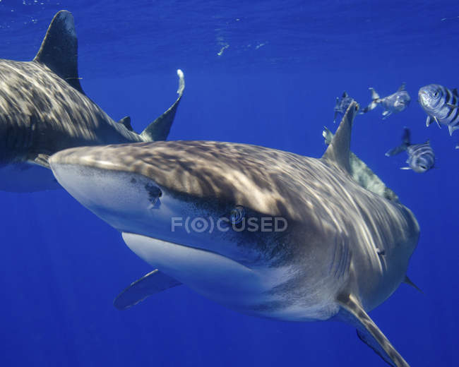 Curiosi squali pinna bianca oceanica — Foto stock