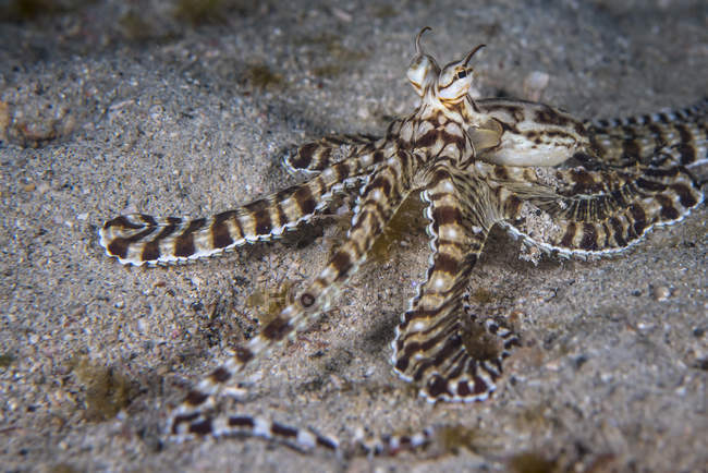 Nachahmer-Krake auf dem Meeresboden — Stockfoto
