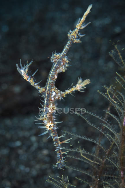 Ornate ghost pipefish — Stock Photo