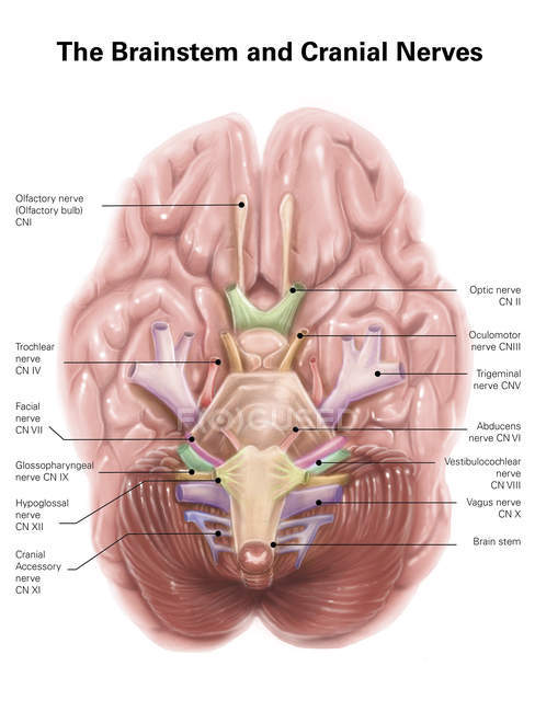 Tronco cerebral humano y nervios craneales - foto de stock