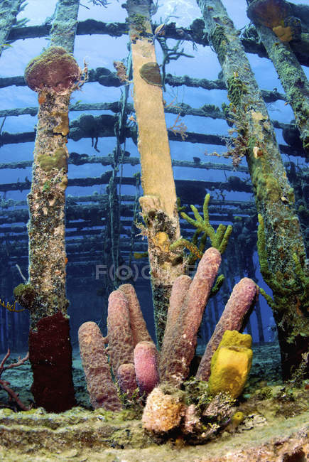 Tube sponges on Wreck of Willaurie — Stock Photo