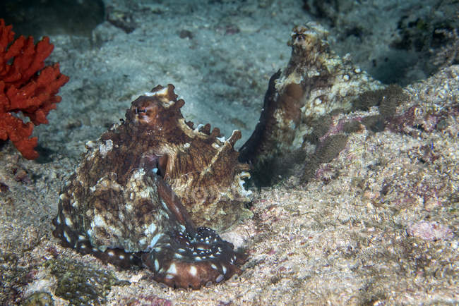 Octopus de apareamiento en el fondo del mar - foto de stock