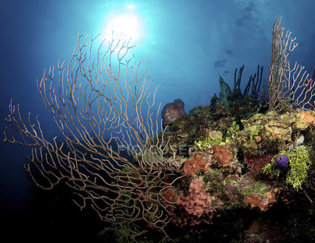 Gorgonian Sea Fans — Stock Photo