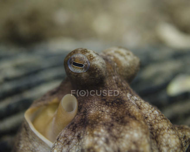 Oktopus-Augäpfel — Stockfoto