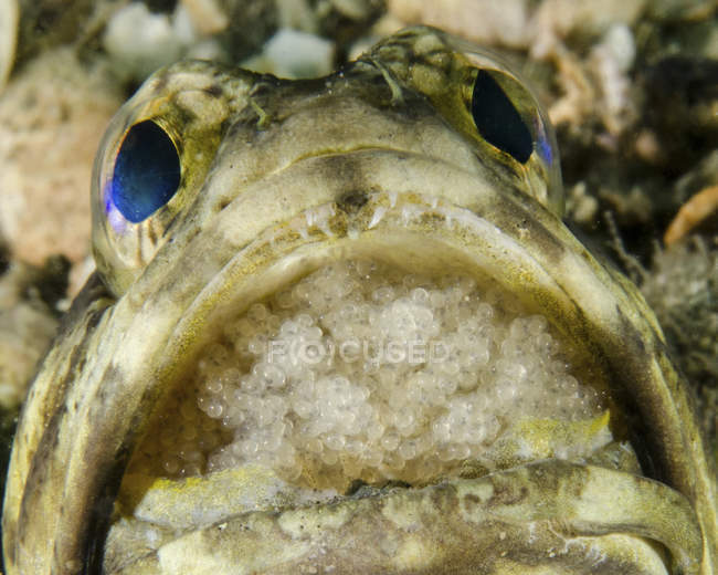 Jawfish aerating eggs in mouth — Stock Photo