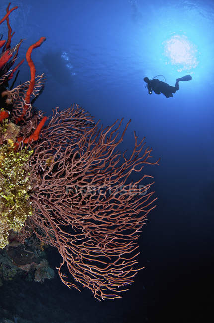 Plongeur et magnifique fan de la mer gorgonienne — Photo de stock