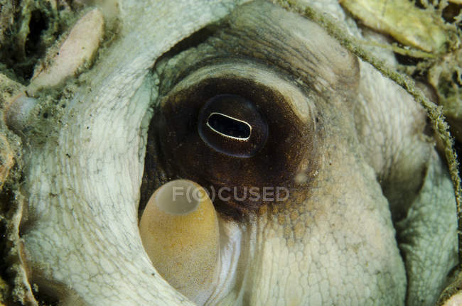 Близкий контакт с обычным осьминогом — стоковое фото