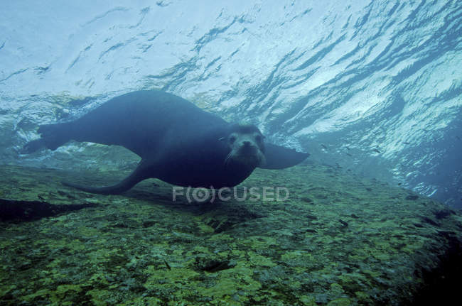 Leone marino guardando la fotocamera — Foto stock