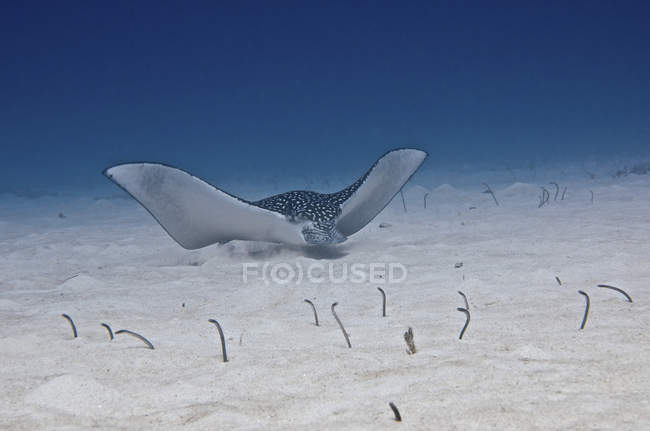 Spotted eagle ray swimming along ocean floor — Stock Photo