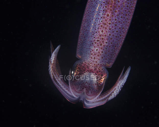 Caribbean reef squid — Stock Photo