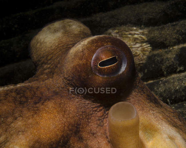 Глаз обыкновенного осьминога — стоковое фото