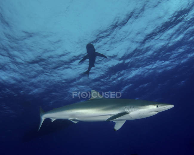 Tiburones sedosos flotantes - foto de stock