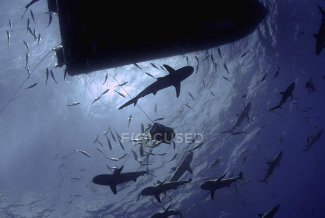 Squali della barriera corallina caraibica che circondano la barca — Foto stock