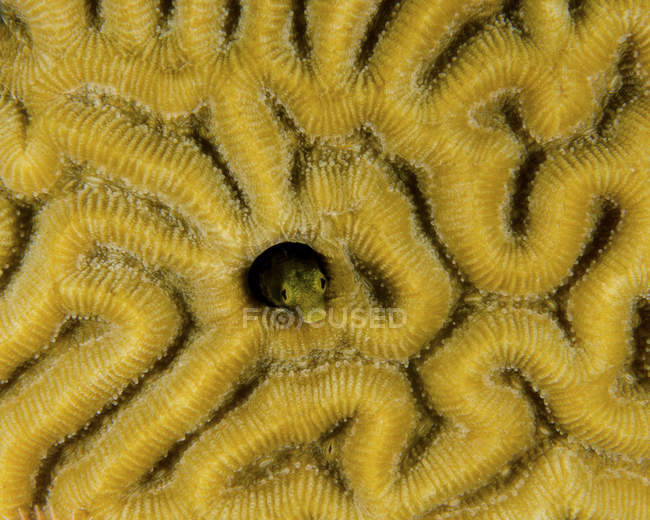 Small blenny in brain coral — Stock Photo
