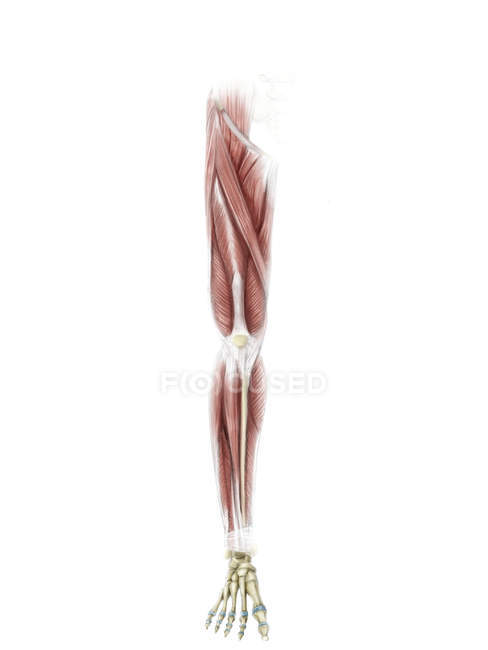 Anterior muscles of leg — Stock Photo