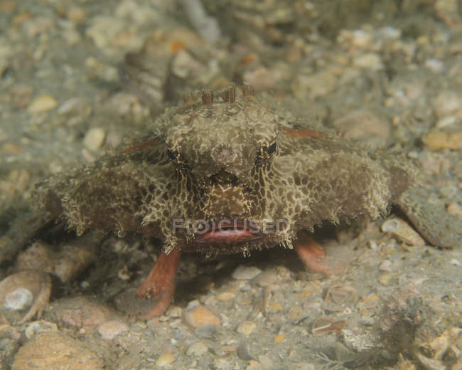 Polka-dot batfish on seabed — Stock Photo