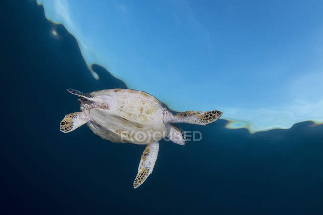 Sea turtle in Komodo National Park — Stock Photo
