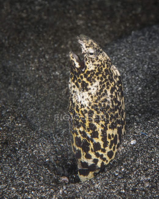 Anguilla serpente a sella nera nel Sulawesi settentrionale — Foto stock