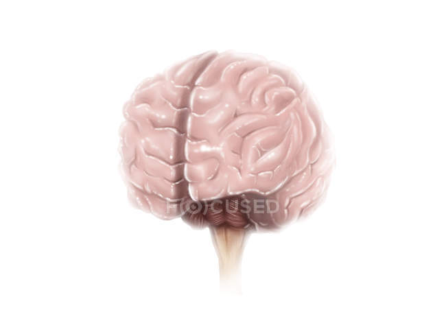 Поверхні анатомії мозку — стокове фото