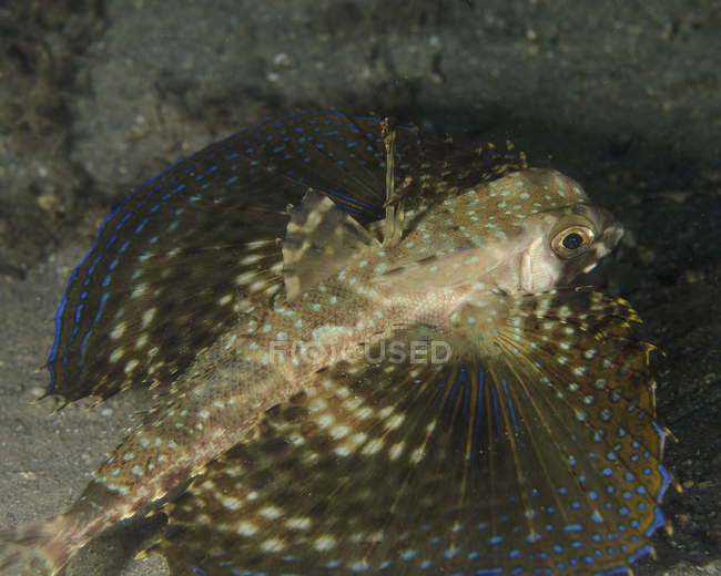 Flying gurnard with wings opened — Stock Photo