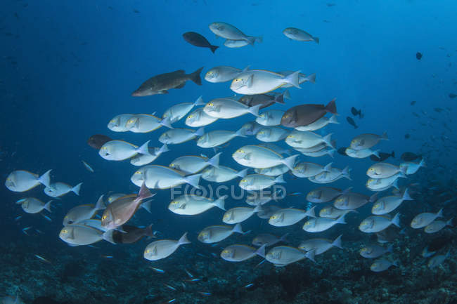 Yellowmask surgeonfish стадо — стокове фото