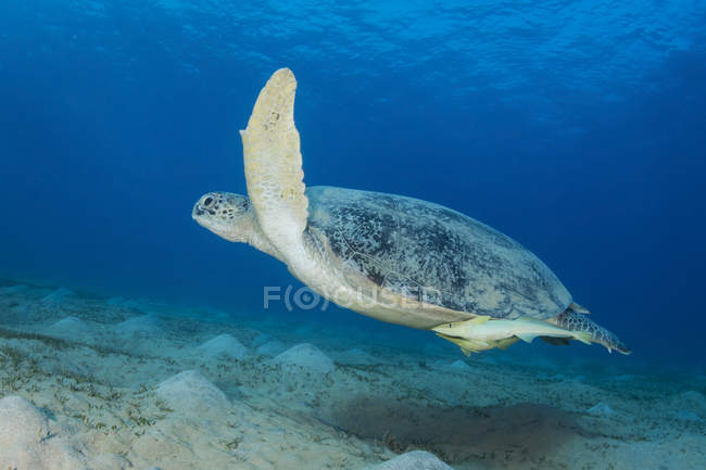 Grüne Meeresschildkröte im roten Meer — Stockfoto