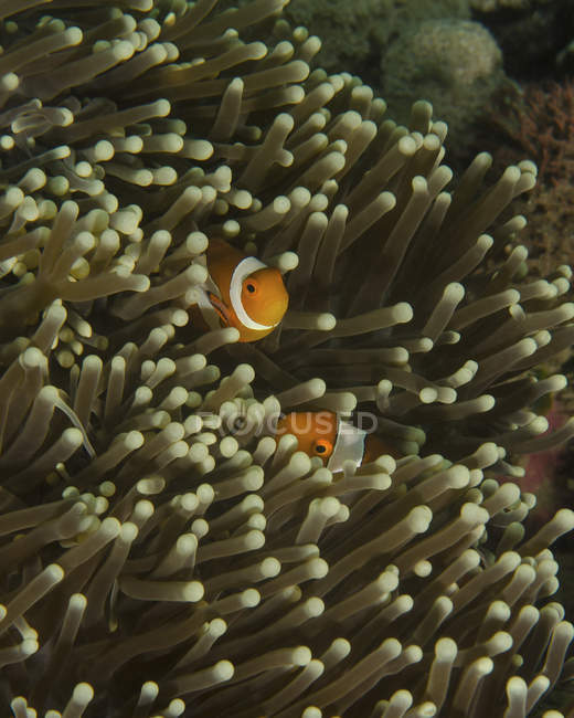 Coppia di anemone in anemone ospite — Foto stock