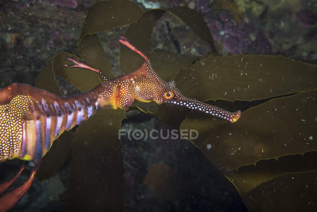 Бур'янистий морський дракон у воді Тасманії — стокове фото