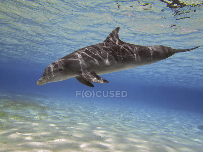 Grand dauphin nageant près de la barrière de corail — Photo de stock