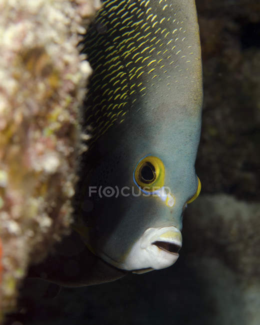 French angelfish near West Palm Beach — Stock Photo