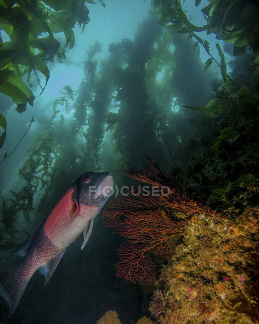 Cabeça de carneiro na floresta de Kelp — Fotografia de Stock