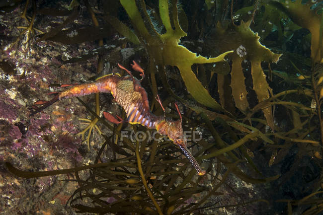 Бур'янистий морський дракон у водах Тасманії — стокове фото