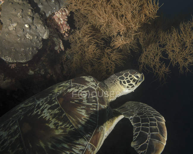 Schwimmende grüne Schildkröte — Stockfoto