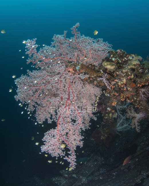 Crecimiento de corales en USS Liberty Wreck - foto de stock