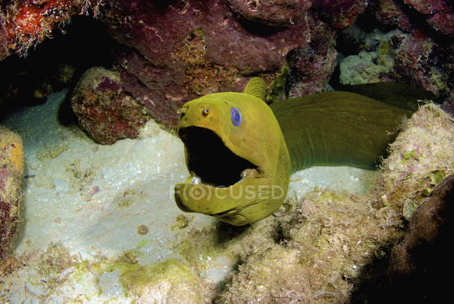 Toothless green moray eel — Stock Photo