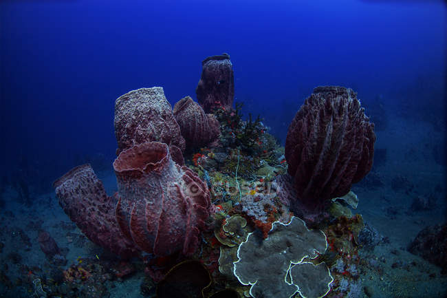 Barrel sponges in deep reefs — Stock Photo