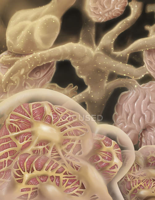 Показ glomerulus, капілярах — стокове фото
