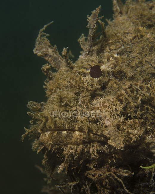Stonefish headshot near West Palm Beach — Stock Photo
