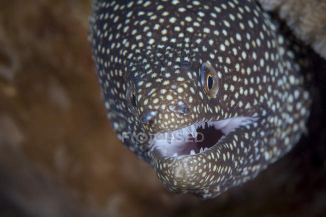 Whitemouth moray in North Sulawesi — Stock Photo