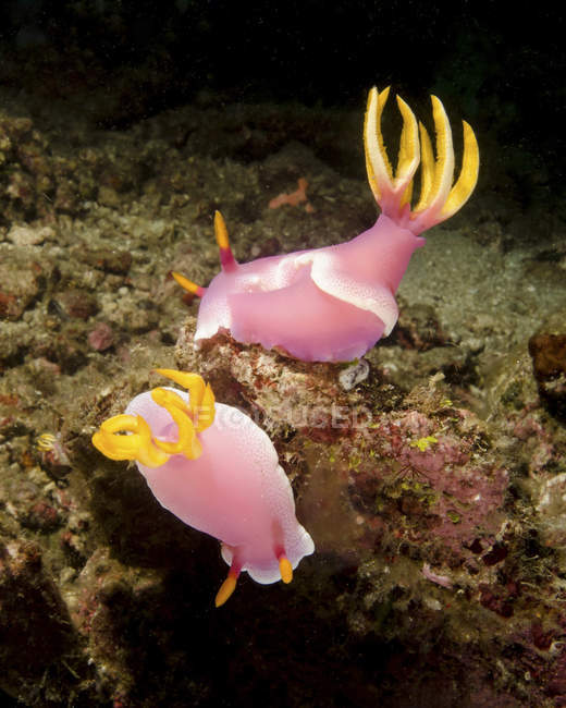 Paire de nudibranches roses — Photo de stock