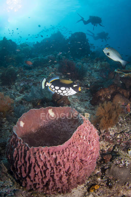 Clown triggerfish near spawning barrel sponge — Stock Photo