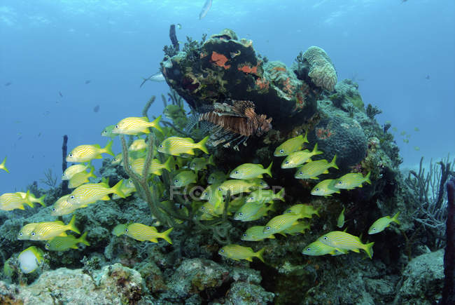 Reefscape with flock of striped grunts — Stock Photo