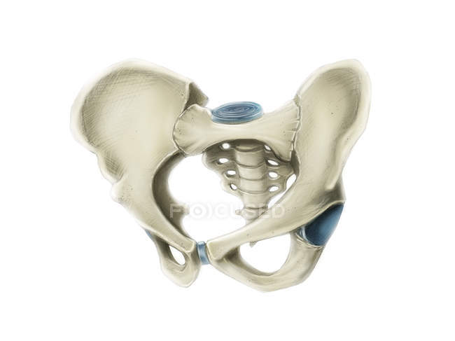 Anterior view of human pelvis — Stock Photo