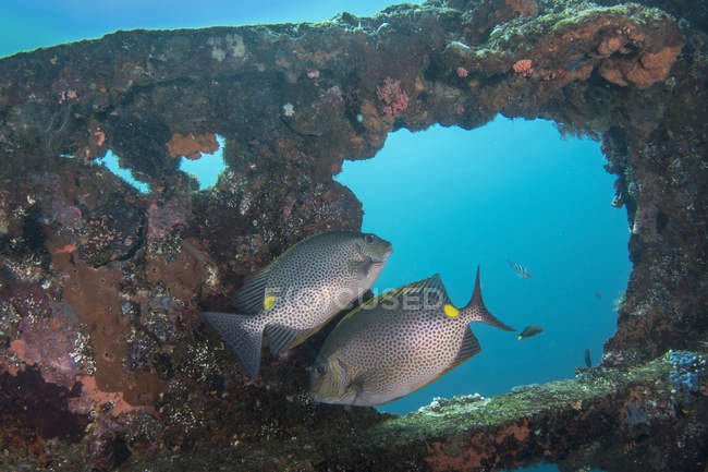 Pesce coniglio dorato sull'isola di Bali — Foto stock