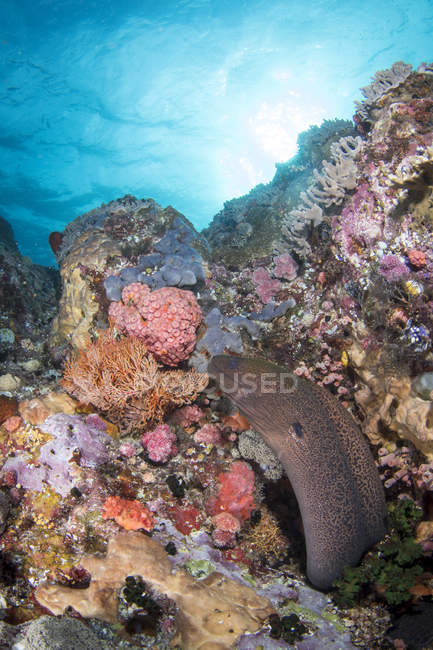 Eel on reef in Komodo National Park — Stock Photo