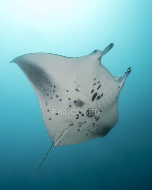 Manta ray floating in water — Stock Photo
