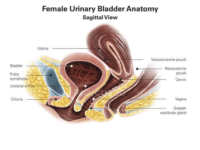 Vescica urinaria femminile — Foto stock